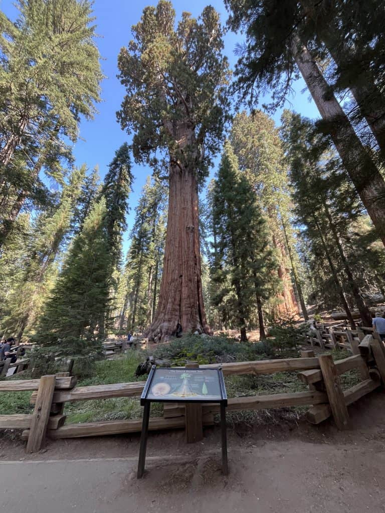 General Sherman Tree, the largest tree in the world by volume, in Sequoia National Park, California