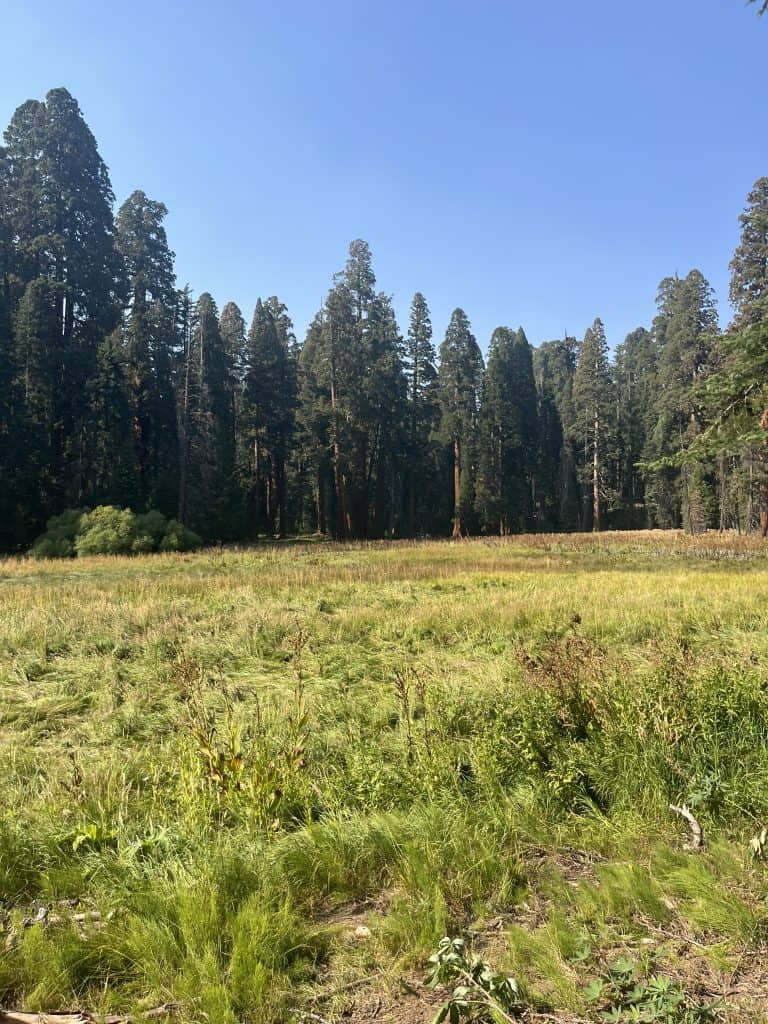 Summer view of a meadow surrounded by giant sequoia trees in Sequoia National Park