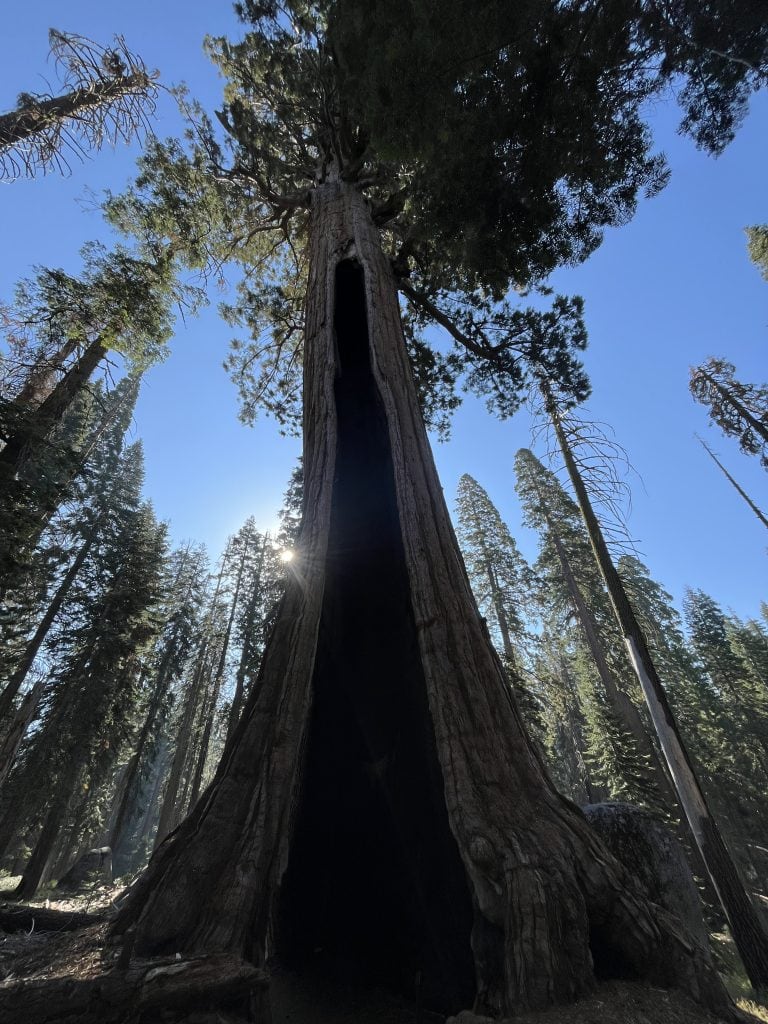Black Arch Tree, a fire-scarred giant sequoia with a hollow trunk in Sequoia National Park