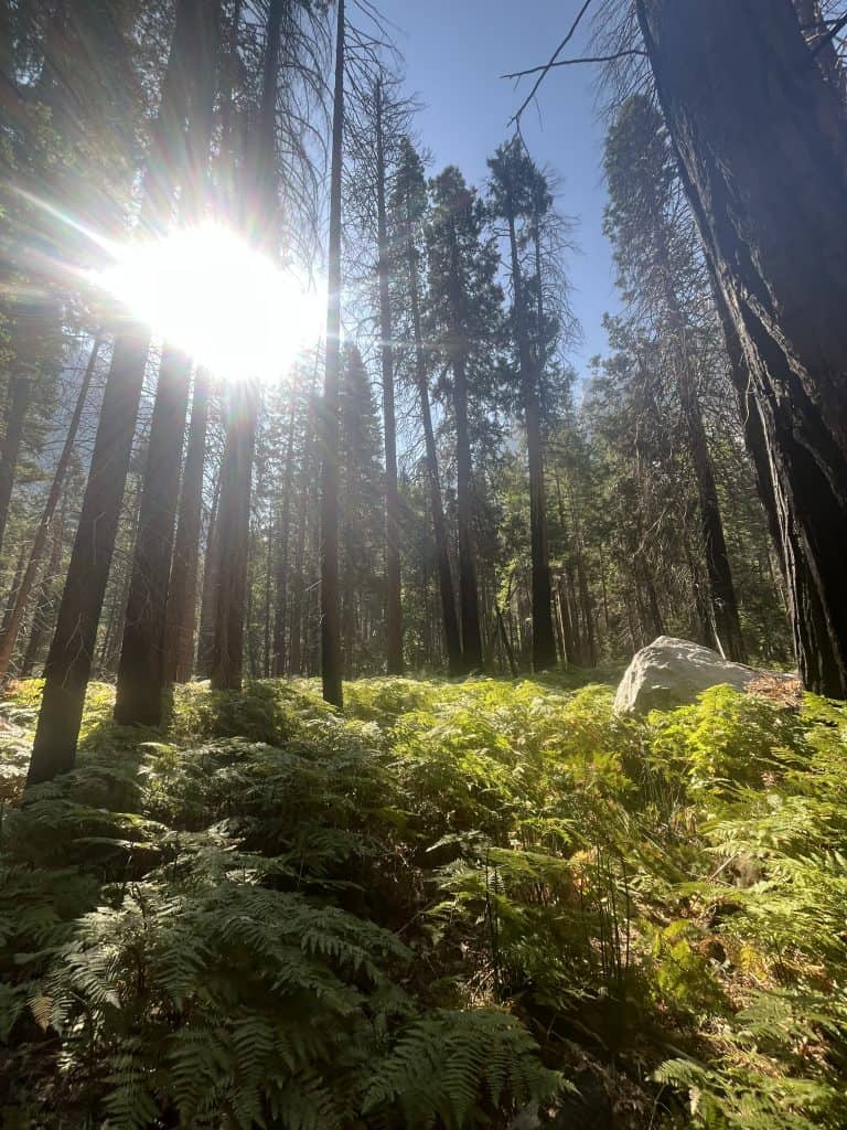 “Sunlight streaming through tall pines over a lush green meadow with ferns in Kings Canyon National Park, California.”